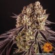 Purple Punch Feminized Cannabis Seeds by Barneys Farm