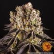 Purple Punch Feminized Cannabis Seeds by Barneys Farm