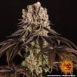 Purple Punch Feminized Cannabis Seeds by Barneys Farm