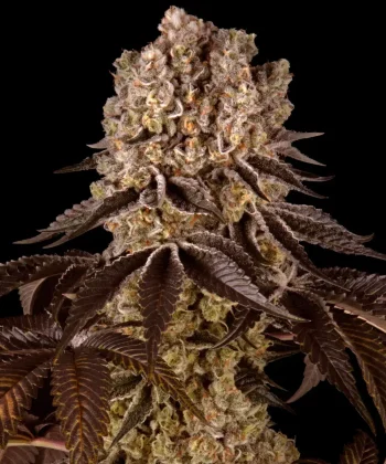 Purple Punch Feminized Cannabis Seeds by Barneys Farm