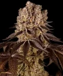 Purple Punch Feminized Cannabis Seeds by Barneys Farm