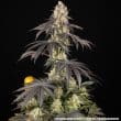Rainbow Sherbet Feminized Cannabis Seeds by Barneys Farm