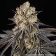 Rainbow Sherbet Feminized Cannabis Seeds by Barneys Farm