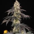 Rainbow Sherbet Feminized Cannabis Seeds by Barneys Farm