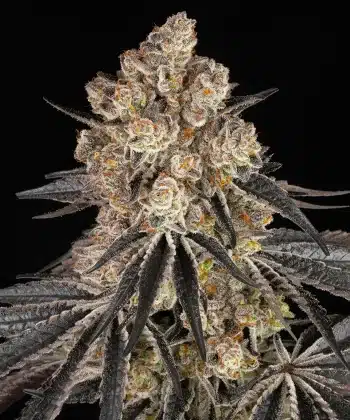 Rainbow Sherbet Feminized Cannabis Seeds by Barneys Farm