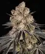 Rainbow Sherbet Feminized Cannabis Seeds by Barneys Farm