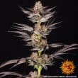 RS11 x Banana OG Feminized Cannabis Seeds by Barneys Farm