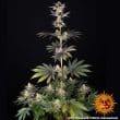 RS11 x Banana OG Feminized Cannabis Seeds by Barneys Farm