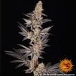 RS11 x Banana OG Feminized Cannabis Seeds by Barneys Farm