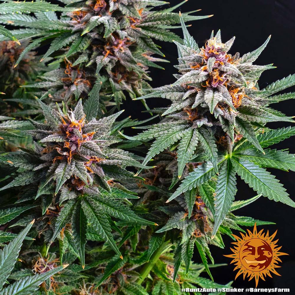 Runtz Auto Cannabis Seeds by Barneys Farm Runtz Auto Cannabis Seeds by Barneys Farm