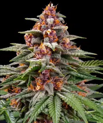 Runtz Auto Cannabis Seeds by Barneys Farm