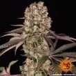 Runtz Muffin Feminized Cannabis Seeds by Barneys Farm
