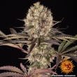 Runtz Muffin Feminized Cannabis Seeds by Barneys Farm