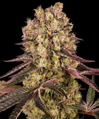 Runtz Muffin Feminized Cannabis Seeds by Barneys Farm