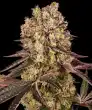 Runtz Muffin Feminized Cannabis Seeds by Barneys Farm