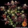 Runtz x Layer Cake Feminized Cannabis Seeds by Barneys Farm