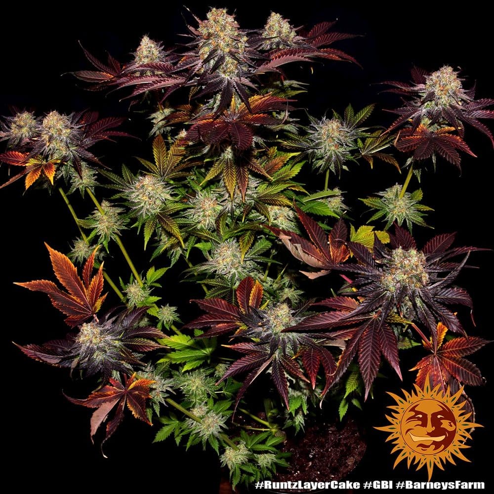 Runtz x Layer Cake Feminized Cannabis Seeds by Barneys Farm Runtz x Layer Cake Feminized Cannabis Seeds by Barneys Farm