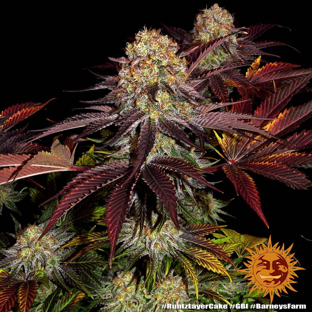 Runtz x Layer Cake Feminized Cannabis Seeds by Barneys Farm Runtz x Layer Cake Feminized Cannabis Seeds by Barneys Farm