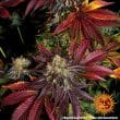 Runtz x Layer Cake Feminized Cannabis Seeds by Barneys Farm