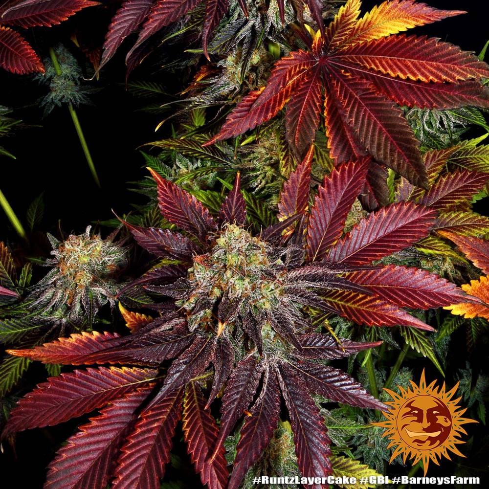Runtz x Layer Cake Feminized Cannabis Seeds by Barneys Farm Runtz x Layer Cake Feminized Cannabis Seeds by Barneys Farm