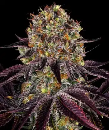 Runtz x Layer Cake Feminized Cannabis Seeds by Barneys Farm
