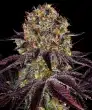 Runtz x Layer Cake Feminized Cannabis Seeds by Barneys Farm