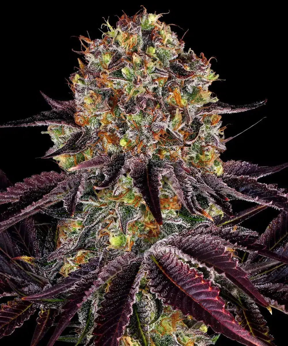 Runtz x Layer Cake Feminized Cannabis Seeds by Barneys Farm Runtz x Layer Cake Feminized Cannabis Seeds by Barneys Farm