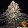 Runtz Feminized Cannabis Seeds by Barneys Farm