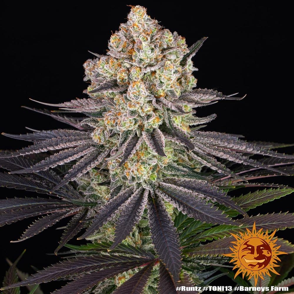 Runtz Feminized Cannabis Seeds by Barneys Farm Runtz Feminized Cannabis Seeds by Barneys Farm
