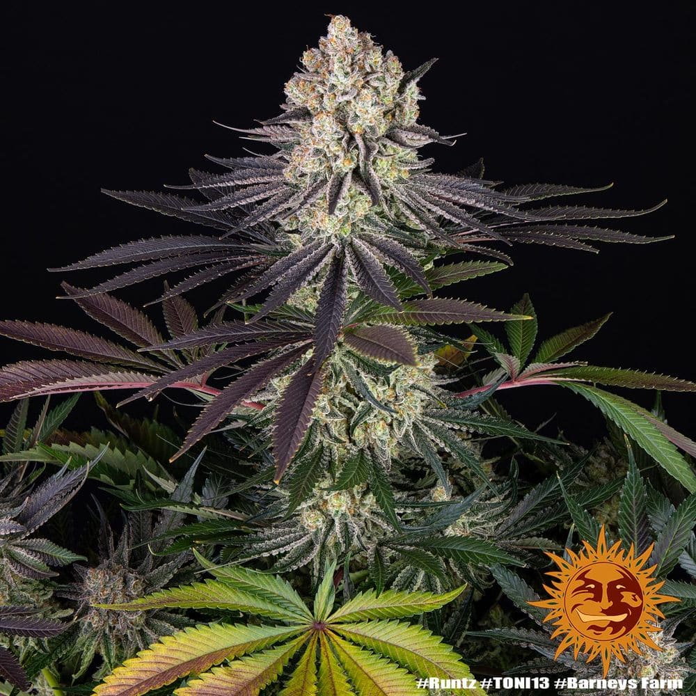 Runtz Feminized Cannabis Seeds by Barneys Farm Runtz Feminized Cannabis Seeds by Barneys Farm