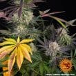 Runtz Feminized Cannabis Seeds by Barneys Farm