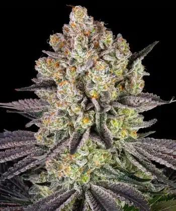 Runtz Feminized Cannabis Seeds by Barneys Farm