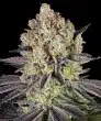 Runtz Feminized Cannabis Seeds by Barneys Farm