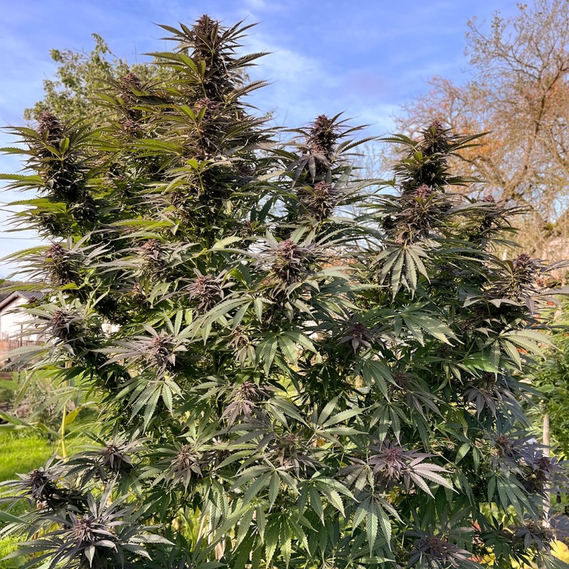 Shaman Regular by Dutch Passion Seeds Shaman Regular by Dutch Passion Seeds