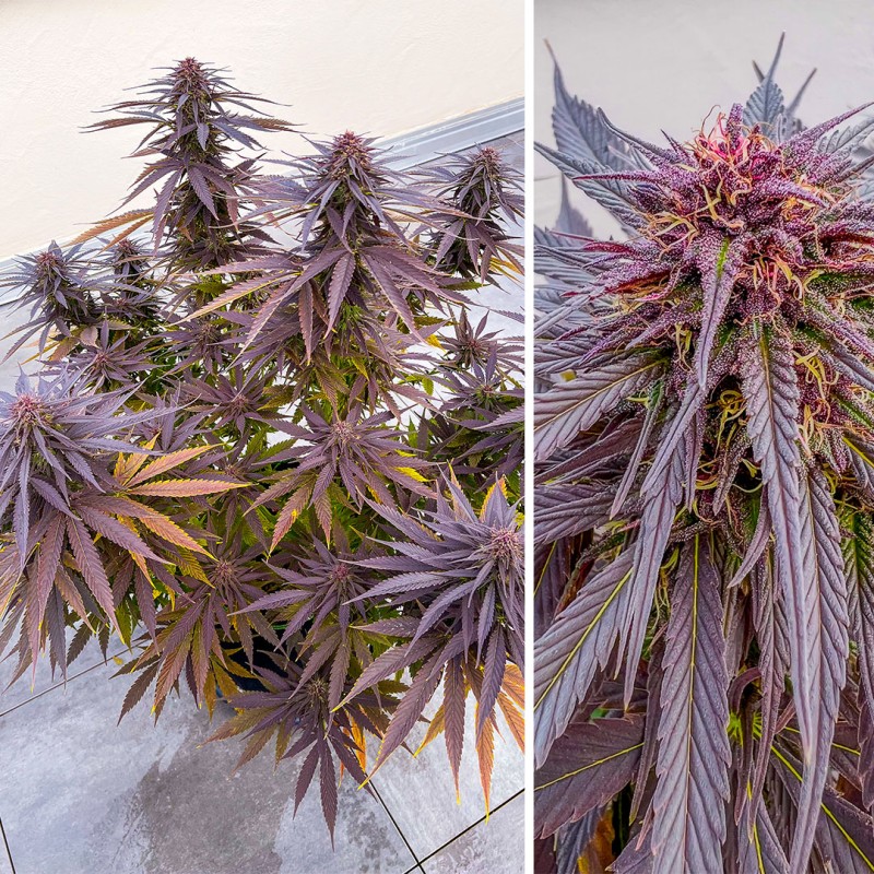 Shaman Regular by Dutch Passion Seeds Shaman Regular by Dutch Passion Seeds