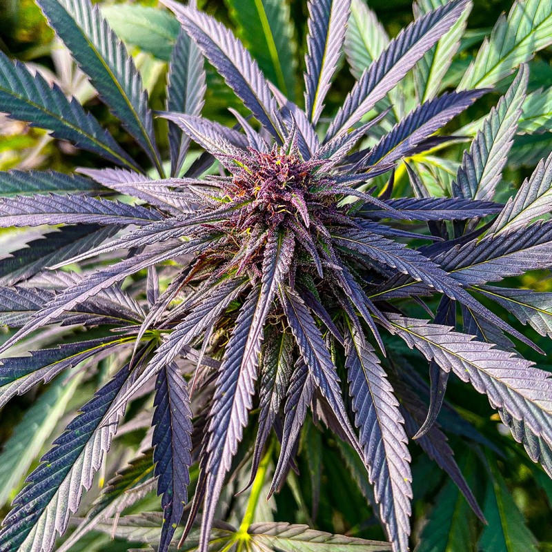 Shaman Regular by Dutch Passion Seeds Shaman Regular by Dutch Passion Seeds
