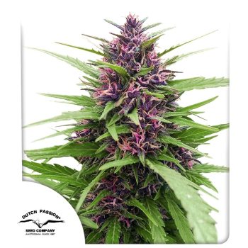 Shaman Feminized by Dutch Passion Seeds
