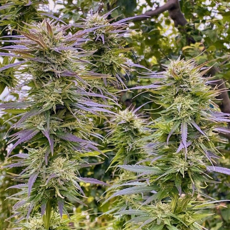 Shaman Regular by Dutch Passion Seeds Shaman Regular by Dutch Passion Seeds
