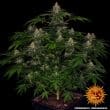 Shiskaberry Feminized Cannabis Seeds by Barneys Farm