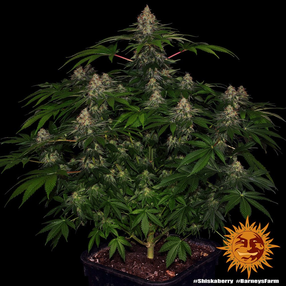 Shiskaberry Feminized Cannabis Seeds by Barneys Farm Shiskaberry Feminized Cannabis Seeds by Barneys Farm