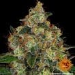 Shiskaberry Feminized Cannabis Seeds by Barneys Farm