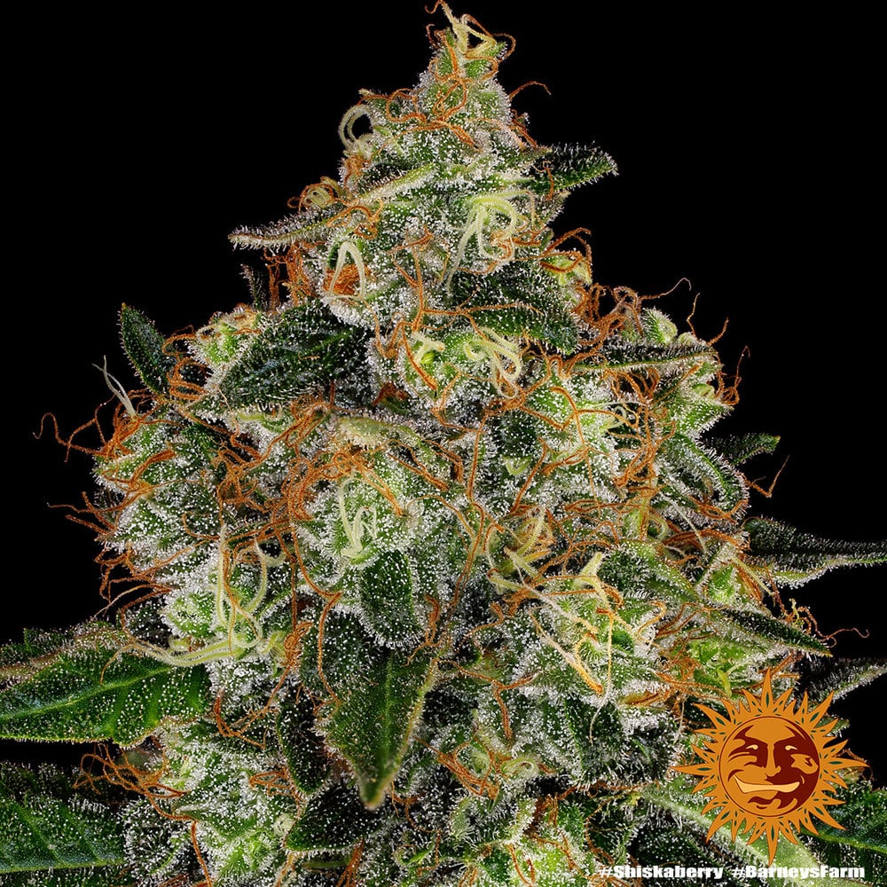 Shiskaberry Feminized Cannabis Seeds by Barneys Farm Shiskaberry Feminized Cannabis Seeds by Barneys Farm