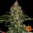 Shiskaberry Feminized Cannabis Seeds by Barneys Farm