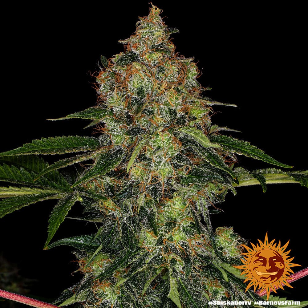 Shiskaberry Feminized Cannabis Seeds by Barneys Farm Shiskaberry Feminized Cannabis Seeds by Barneys Farm