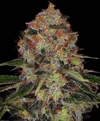 Shiskaberry Feminized Cannabis Seeds by Barneys Farm
