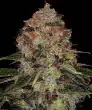 Shiskaberry Feminized Cannabis Seeds by Barneys Farm