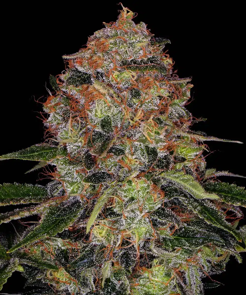Shiskaberry Feminized Cannabis Seeds by Barneys Farm Shiskaberry Feminized Cannabis Seeds by Barneys Farm
