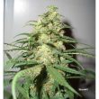 skunk-1-5
