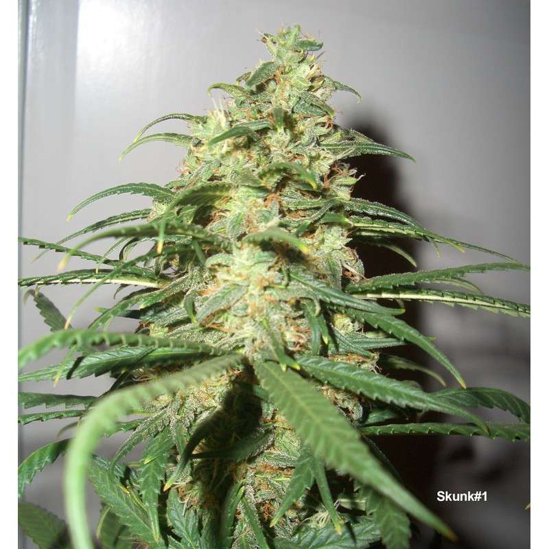 Skunk #1 Regular by Dutch Passion Seeds Skunk #1 Regular by Dutch Passion Seeds
