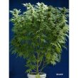 skunk-1-5